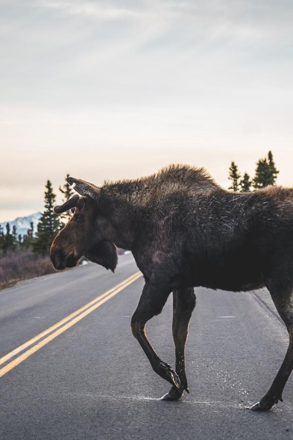 Denali Wild Stay - Moose Cabin, Free Wifi, 2 Private Bedrooms, Sleep 6 Healy Εξωτερικό φωτογραφία